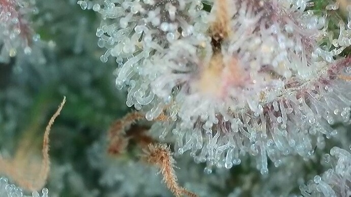 Growreport Bild 41