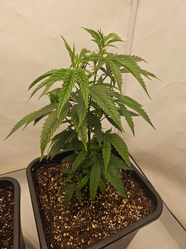 Growreport Bild 18