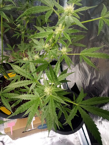 Growreport Bild 8
