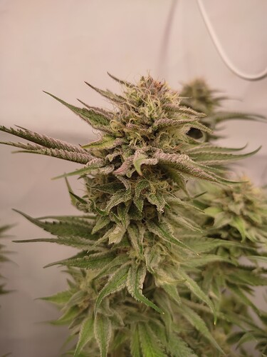 Growreport Bild 41