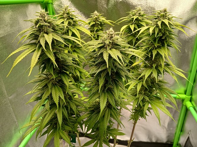 Growreport Bild 13