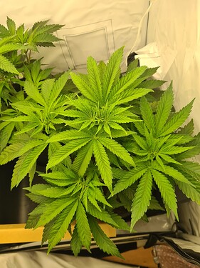 Growreport Bild 4
