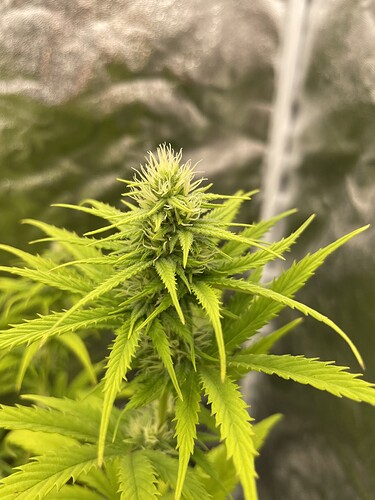 Growreport Bild 12