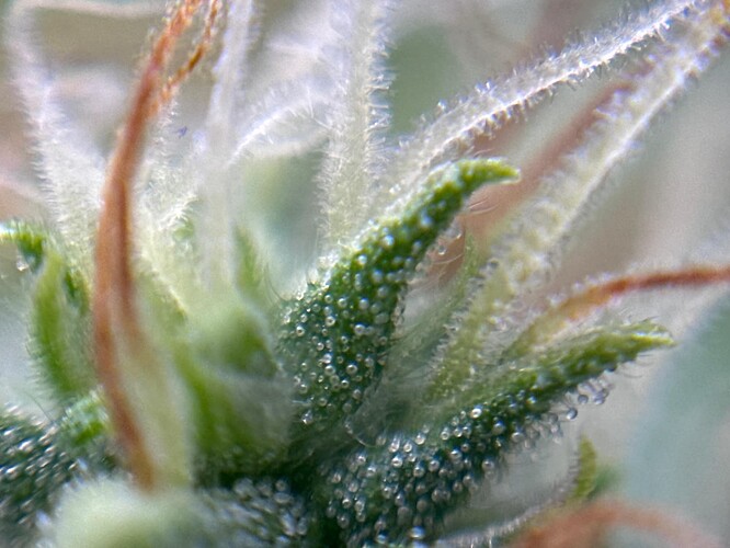 Growreport Bild 39