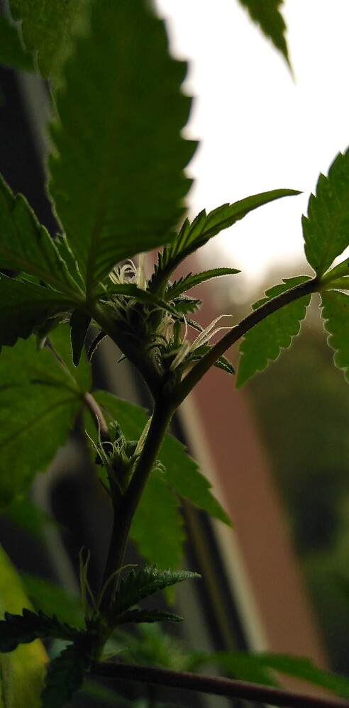 Erster Versuch. Organic auf der Fensterbank. Auto black Domina, OG Kush Auto, Cream Caramel Auto, Sticky orange Auto, Super Silver Haze
