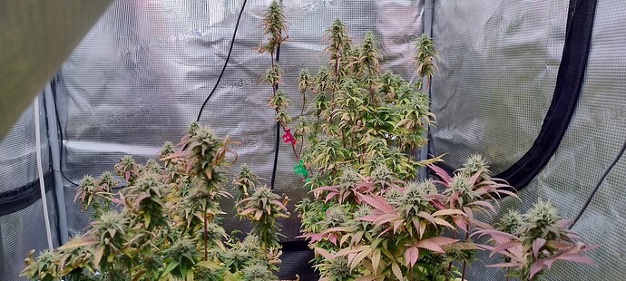 IMG_20251217_202729859_HDR