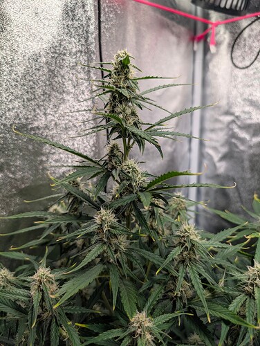 IMG_20250408_183520_625