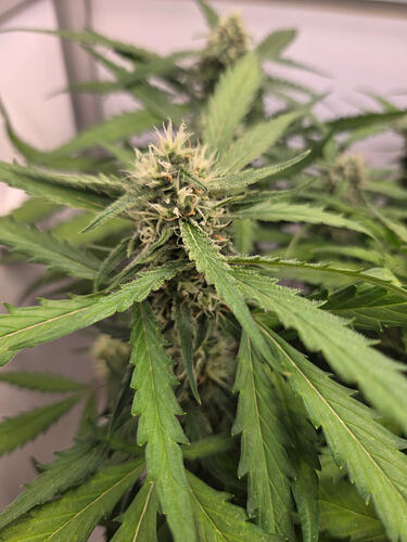 Nahaufnahme eines Cannabis-Buds in der Blütephase mit weißen Stigmen.