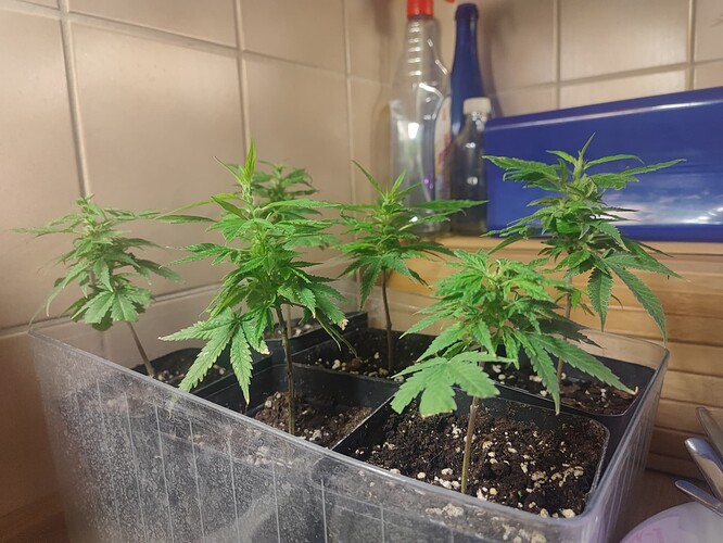 Growreport Bild 42