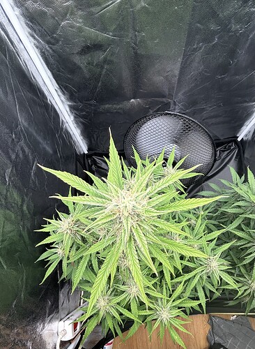Growreport Bild 1