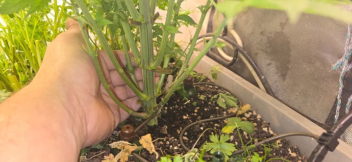Growreport Bild 5
