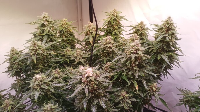 Growreport Bild 8