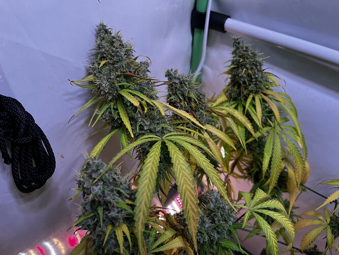 Growreport Bild 4