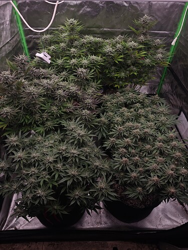 Growreport Bild 12