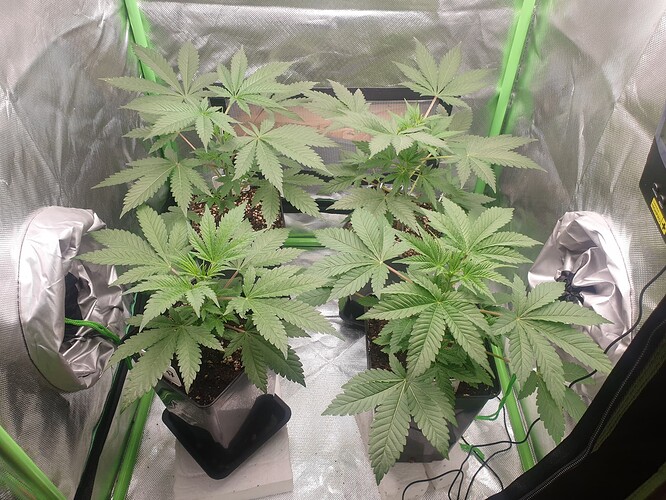 Growreport Bild 3