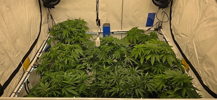 Growreport Bild 81