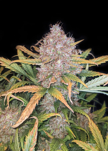 mandarine-xl-auto