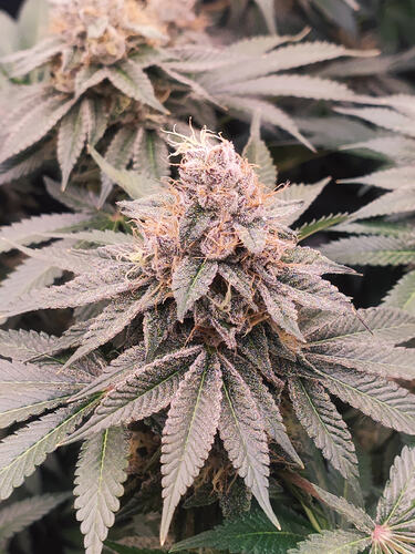 Growreport Bild 58
