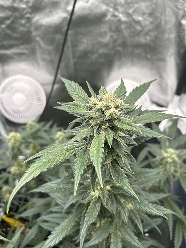 Growreport Bild 21