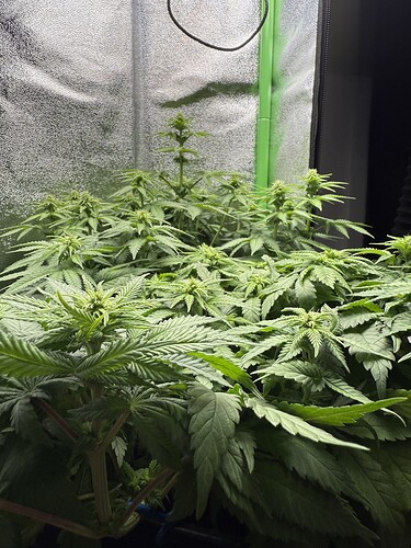 Growreport Bild 63