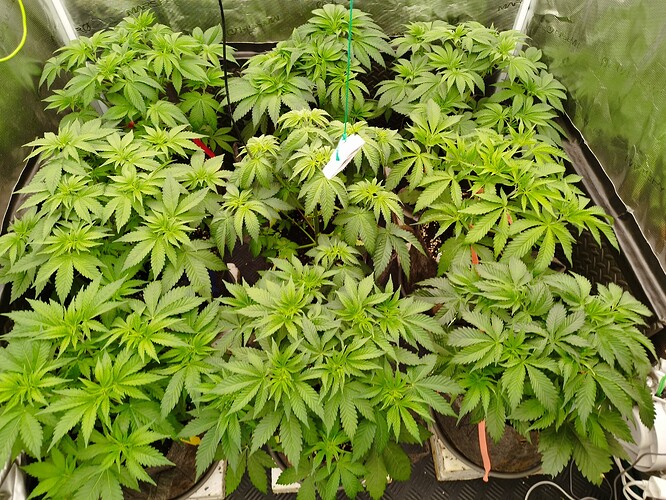 Growreport Bild 5