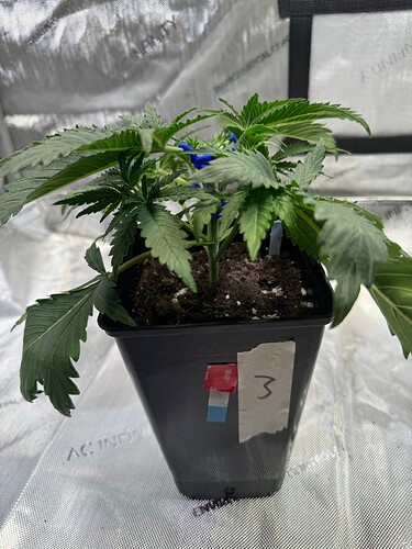 Growreport Bild 19