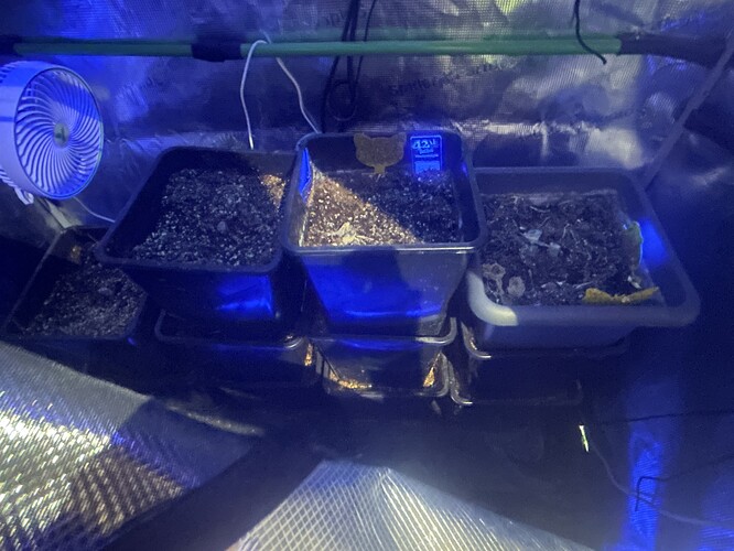 Growreport Bild 2