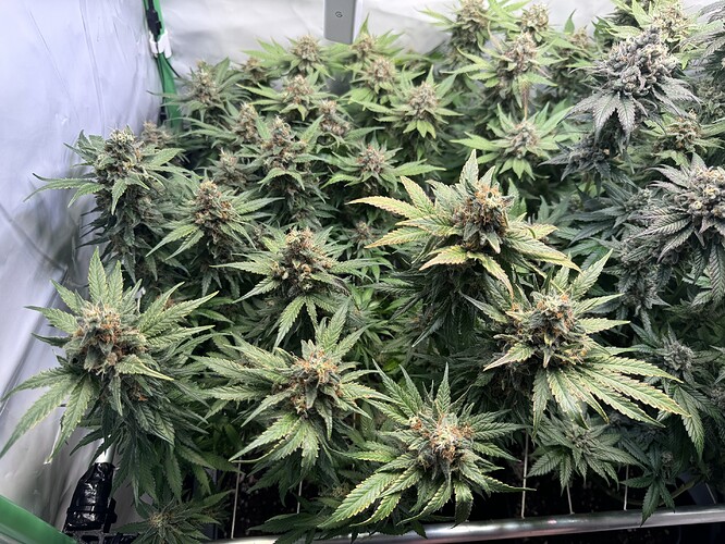 Growreport Bild 50