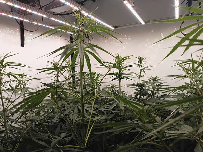 Growreport Bild 28