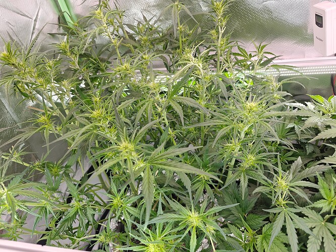 Growreport Bild 8