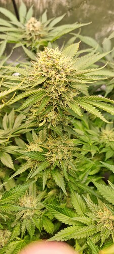 Growreport Bild 18
