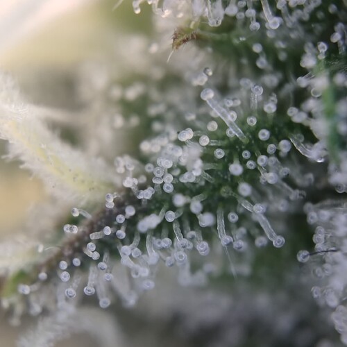 Growreport Bild 26