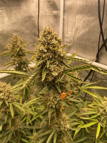 Growreport Bild 15