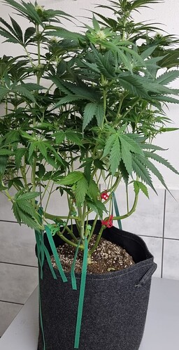Growreport Bild 10