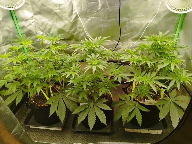 Growreport Bild 1