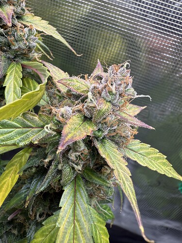 Growreport Bild 5