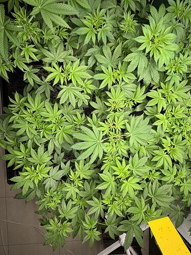 Growreport Bild 41