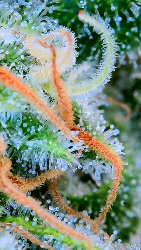 Growreport Bild 37