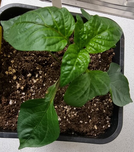 Growreport Bild 25