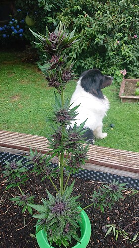 Growreport Bild 18