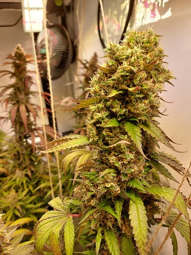 Growreport Bild 8
