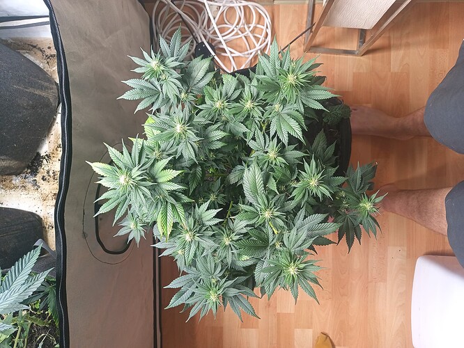 Growreport Bild 2