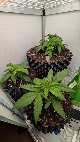 PXL_20250402_061553743.MP