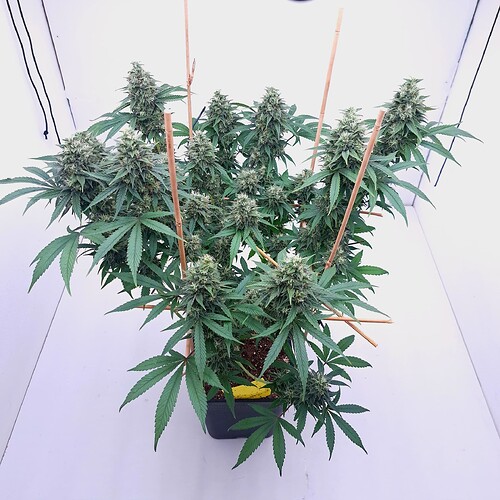Growreport Bild 9