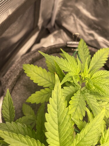 Eine junge Cannabispflanze mit hellgrünen Blättern in einem Zelt.