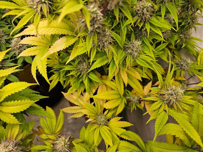 Growreport Bild 7