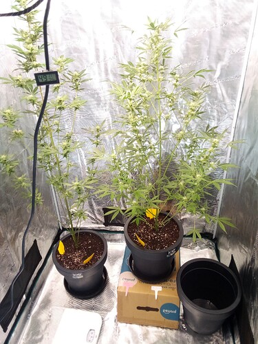 Growreport Bild 2