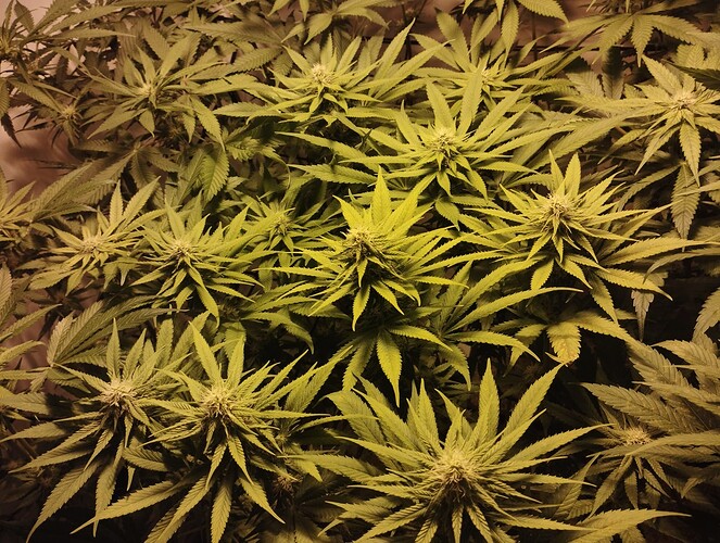 Growreport Bild 7