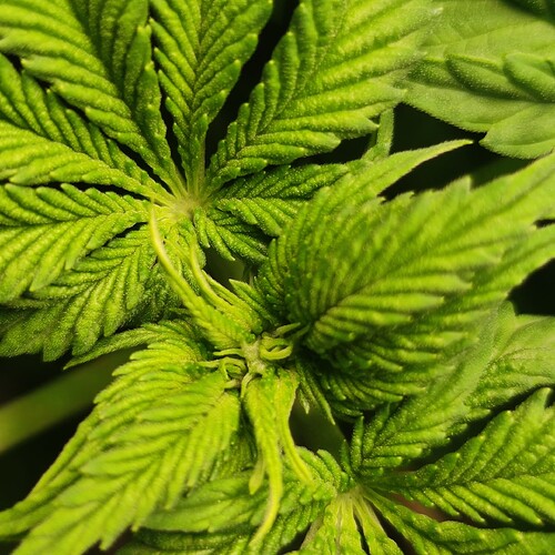 Growreport Bild 11