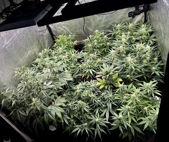 Growreport Bild 8